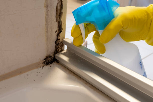 Best Black Mold Removal  in Westgate, FL